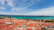 Cruisers' Choice Winner - Silver Galapagos Silver Galapagos (Image)