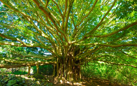 Banyan Tree Park. EpicStockMedia/Shutterstock hawaii-kona