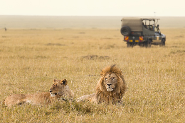 African lions in Kenya (photo: Ana Gram/Shutterstock) Africa Cruise Tips