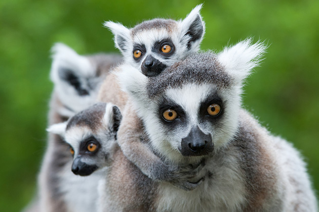 A family of ring-tailed lemurs in Madagascar (photo: Eric Gevaert/Shutterstock) Africa Cruise Tips