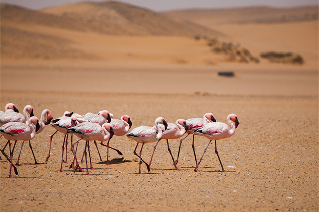 A group of flamingos in Walvis Bay, Namibia (photo: Pyty/Shutterstock) Africa Cruise Tips