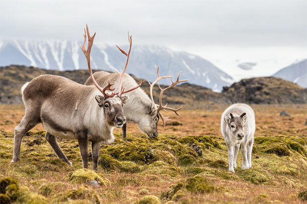 Wild reindeer family in Spitsbergen, Svalbard (photo: Incredible Arctic/Shutterstock) Southern Caribbean Cruise Tips