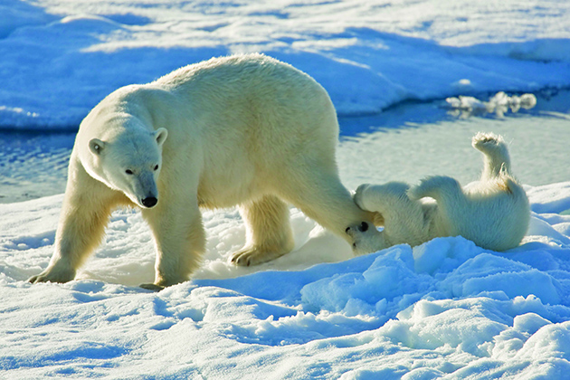 Polar bear mother and cub in Arctic Norway (photo: Lindblad Expeditions) Southern Caribbean Cruise Tips