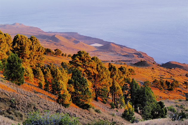Pine forest in El Hierro, Canary Islands (photo: Karol Kozlowski/Shutterstock) Canary Islands Cruise Tips