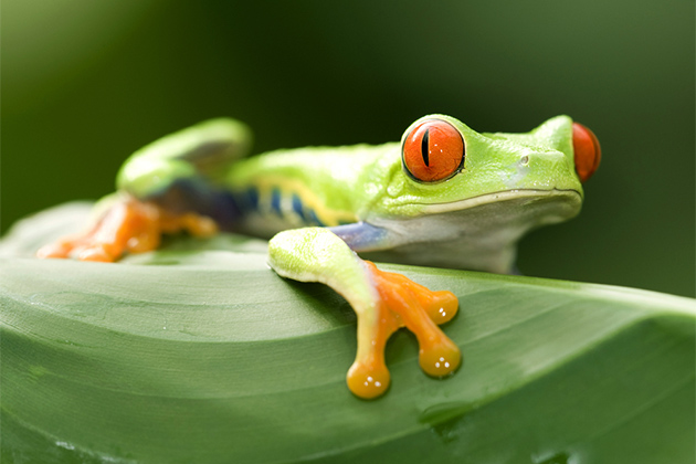 A red-eyed tree frog in Costa Rica (photo: worldswildlifewonders/Shutterstock) Panama Canal Cruise Tips