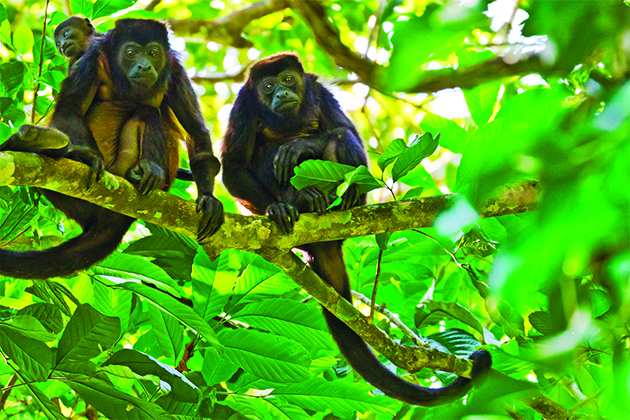 Golden-mantled howler monkeys along the Panama Canal (photo: Lindblad Expeditions) Panama Canal Cruise Tips