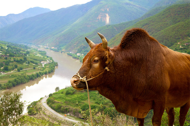 Yangtze River in China (Photo: awdebenham/Shutterstock) Chinese Bull Grazing HIgh Above the Yangtze River