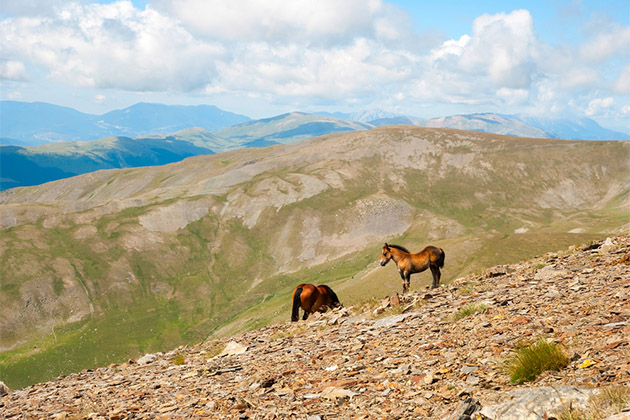 Horses in the Pyrenees Mountains (Photo: dinozzaver/Shutterstock) Horses in the lush green Pyrenees mountains in Spain