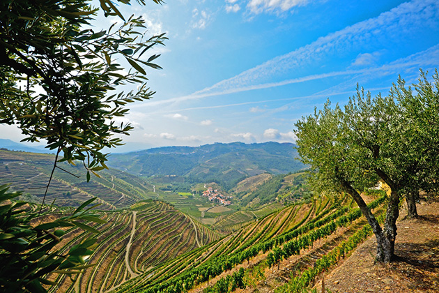Douro Valley near Pinhao, Portugal (Photo: ah_fotobox/ Shutterstock) Douro Valley: Vineyards and olive trees near Pinhao, Portugal