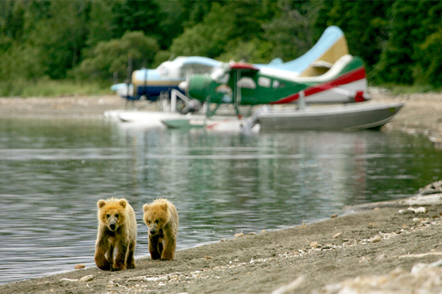 Floatplanes in Alaska (Photo: oksana.perkins/Shutterstock.com) Two bear cubs walking along a lake shoreline in Alaska with float planes in the background