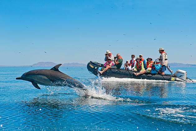Lindblad Expeditions' Zodiac (Photo: Lindblad Expeditions) Dolphin jumping out of water in front of Lindblad zodiac
