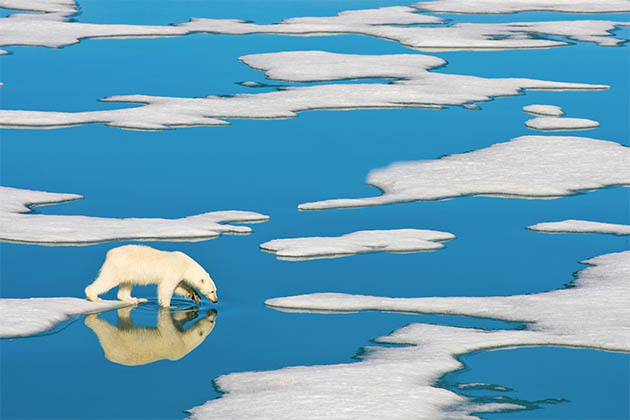 Polar bear in the Arctic (Photo: Lindblad Expeditions) Polar bear in the Arctic