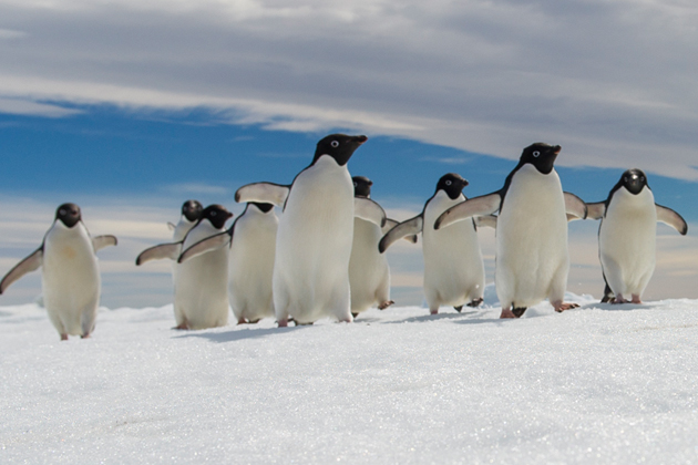 Wildlife in Antarctica (Photo: Ponant) Wildlife in Antarctica