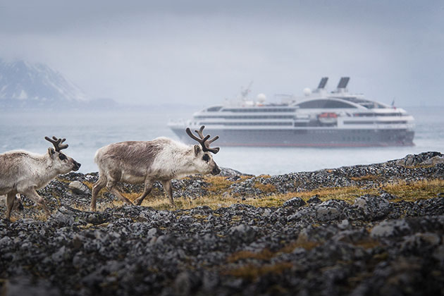 Arctic wildlife sightings on a Ponant cruise (Photo: Lorraine Turci/Ponant) Arctic wildlife sightings on a Ponant cruise