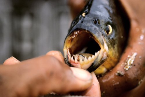 Piranhas (photo: Chris Howey/Shutterstock) Piranhas in the Amazon River