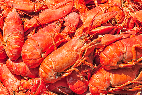 Steamed lobster (photo: cdrin/Shutterstock) Steamed lobsters