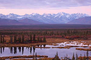 Denali National Park Alaska-Cruises-Denali-National-Park