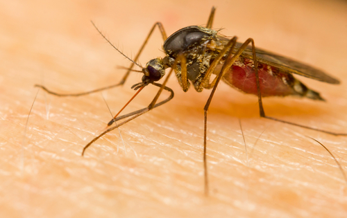 Biting mosquito. Photo courtesy of claffra. Mosquito biting a person's skin