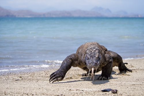 Komodo photo courtesy of Richard Susanto/Shutterstock Komodo Dragon in Komodo Island National Park, Indonesia