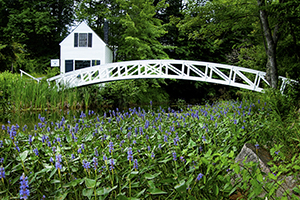 Acadia National Park. Photo: Allan Wood Photography/Shutterstock White house and bridge over green meadow with purple flowers