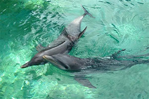 Dolphin watching excursion (photo: DaySleeper4Me/Cruise Critic Forums) dolphin watching