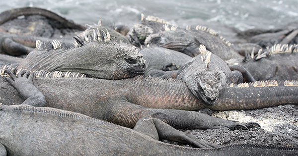 Galapagos marine iguanas (Photo: Adam Coulter) pile of marine iguanas