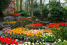 Amsterdam The Keukenhof Gardens cruise excursion