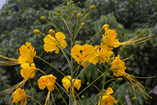 Barbados Flower Forest cruise excursion