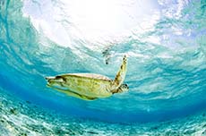 Barbados Snorkeling cruise excursion