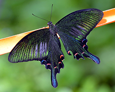 Cairns Butterfly Sanctuary cruise excursion