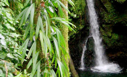 Dominica Rainforest Tour cruise excursion