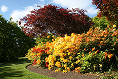 Dunedin Botanical Garden cruise excursion