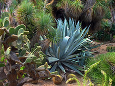 Gibraltar Alameda Gardens
