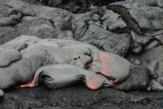 Hilo Pele's Lava March Walking Tour