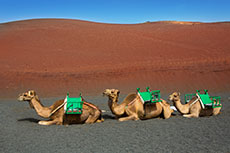 Lanzarote Cultural Tour cruise excursion