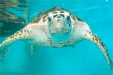 Manzanillo Turtle Farm cruise excursion