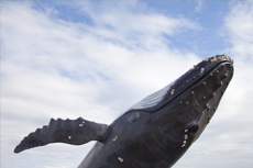 Maui Whale Watching cruise excursion