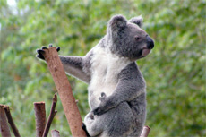 Melbourne Healesville Sanctuary cruise excursion