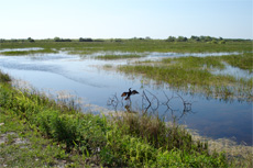 Miami Everglades Tour cruise excursion