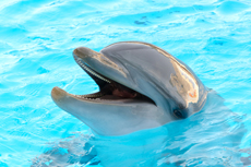 Nassau Dolphin Encounter