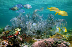 Nassau Sea World Explorer