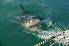 Nassau Shark Dive cruise excursion