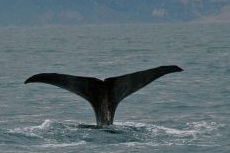 Reykjavik Whale Watching cruise excursion