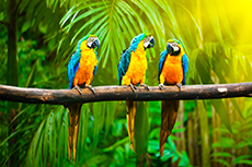 Roatan Gumbalina Park cruise excursion