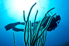 Roatan Scuba Diving cruise excursion