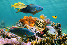 Roatan Snorkeling cruise excursion
