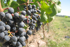 Saint-Tropez Winery cruise excursion