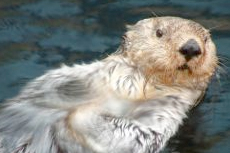 Sitka Sea Otter and Wildlife Quest cruise excursion