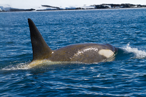 Killer Whales (Photo: Dmytro Pylypenko/Shutterstock.com) Killer Whales