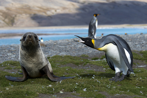 Fur Seals (Photo: Petra Christen/Shutterstock.com) Fur Seals